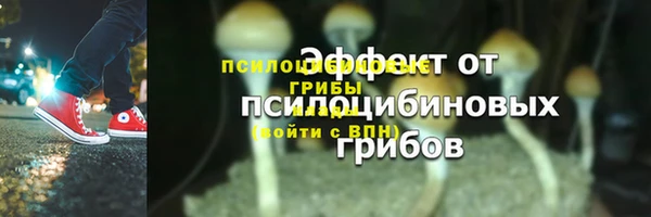 прущие грибы Баксан